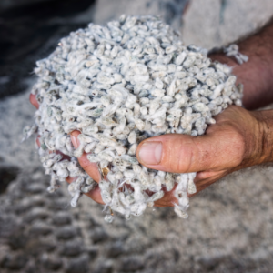 COTTON SEED