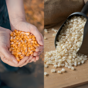 White and Yellow Maize