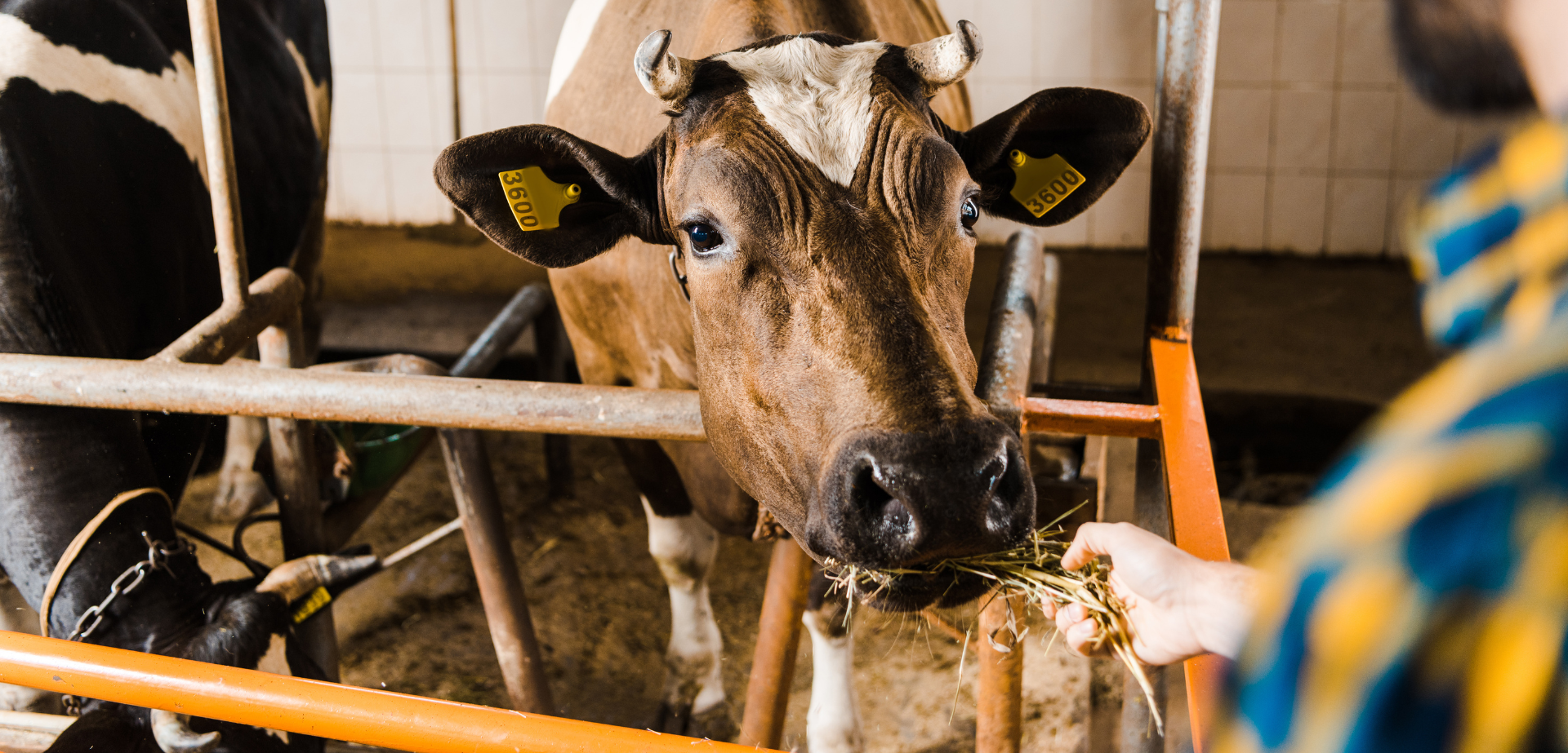 cow eating hay